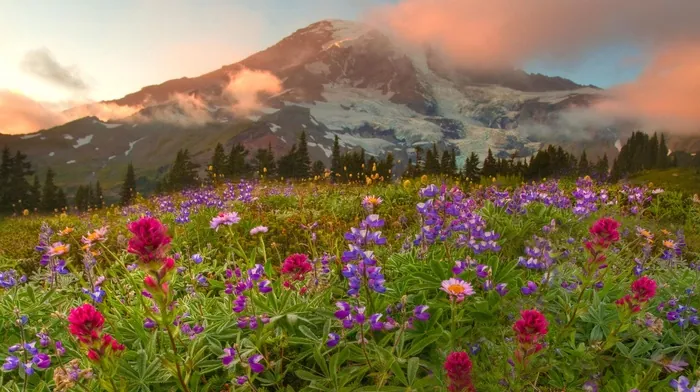 landscape, mountain, flowers wallpapers