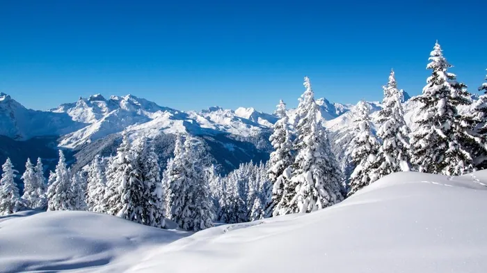 forest, snow, landscape wallpapers