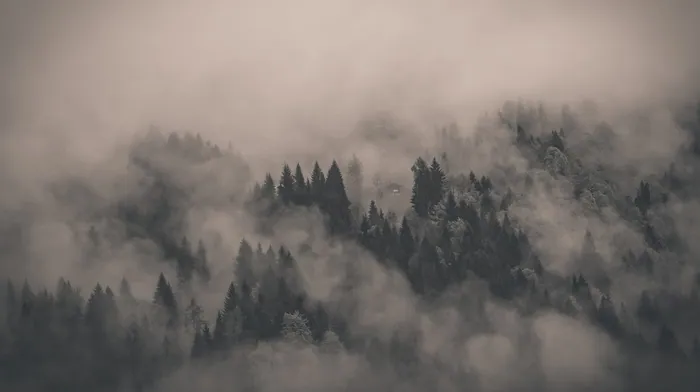 forest, landscape, nature wallpapers