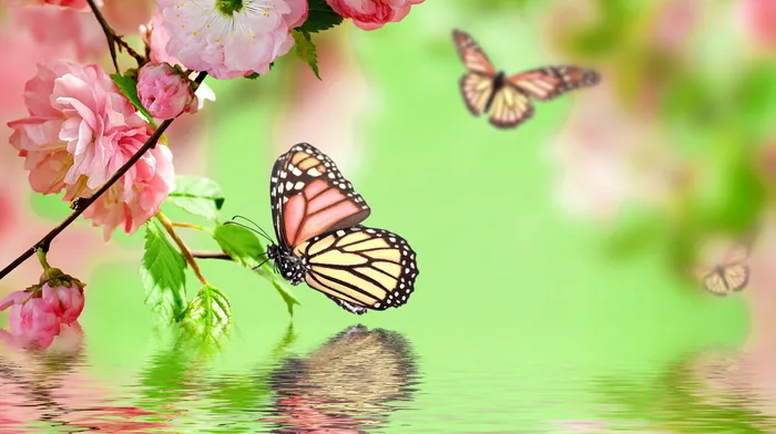 Butterfly Perched On Pink Flower wallpapers