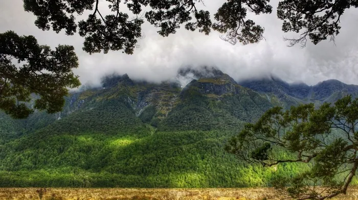 forest, nature, mountain wallpapers
