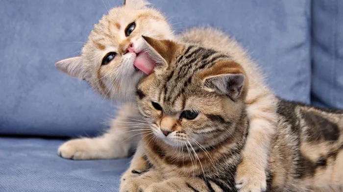 Two Cats Resting On Blue Couch wallpapers