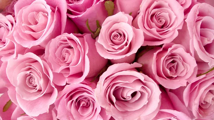 roses, flowers wallpapers