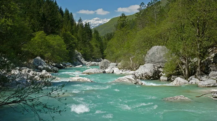 River Flowing Through Lush Green Forest wallpapers
