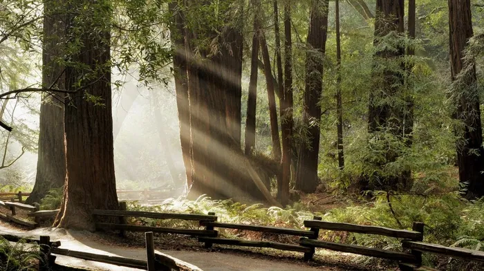 nature, sunlight, forest wallpapers
