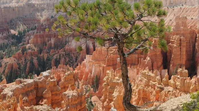 rock, trees, nature wallpapers