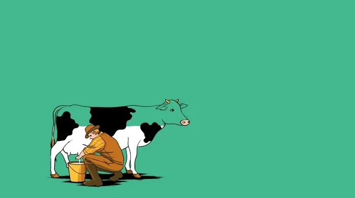 cows, minimalism wallpapers