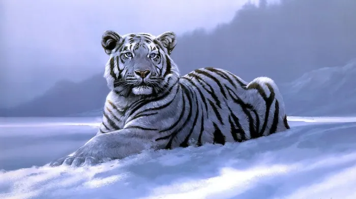 white tigers, artwork, tiger wallpapers