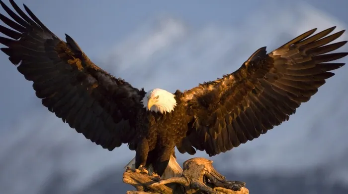 bald eagle, birds, eagle wallpapers