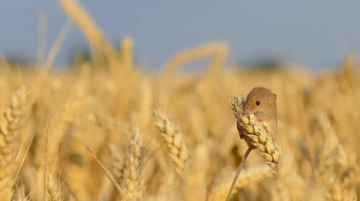 animals, nature wallpapers