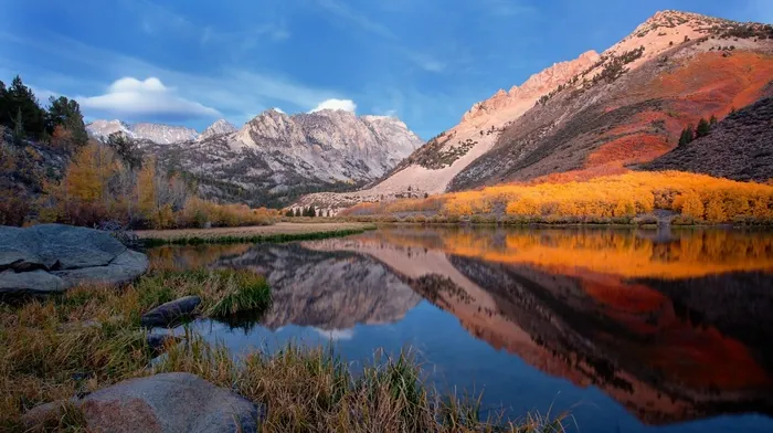 trees, reflection, grass wallpapers