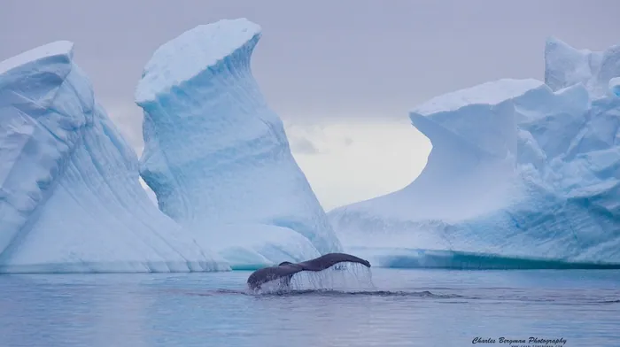 whale, nature, ice wallpapers