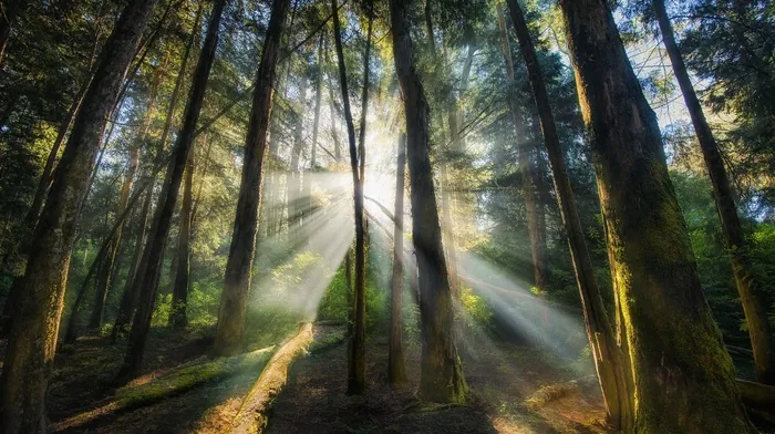 sunrise, mist, india wallpapers