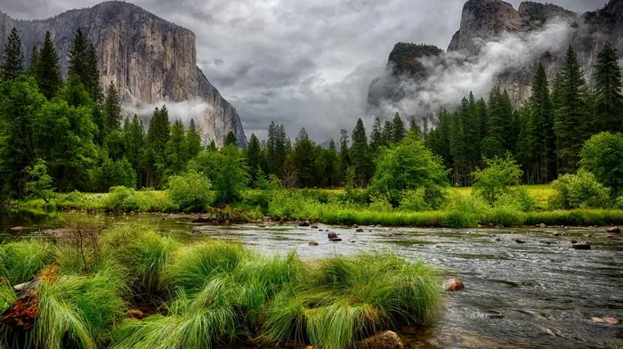 trees, grass, nature wallpapers