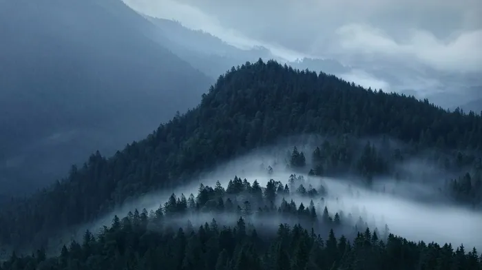 forest, landscape, nature wallpapers