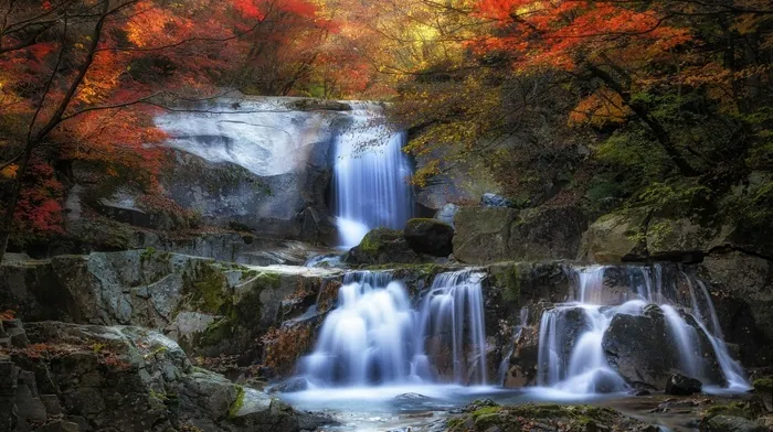 leaves, moss, colorful wallpapers