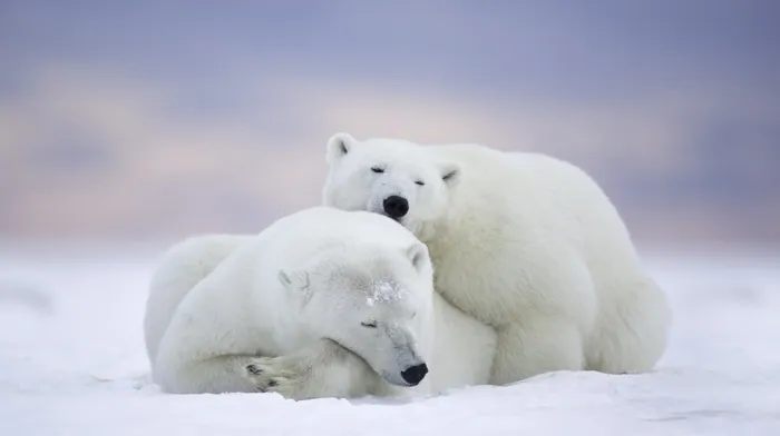 animals, polar bears wallpapers
