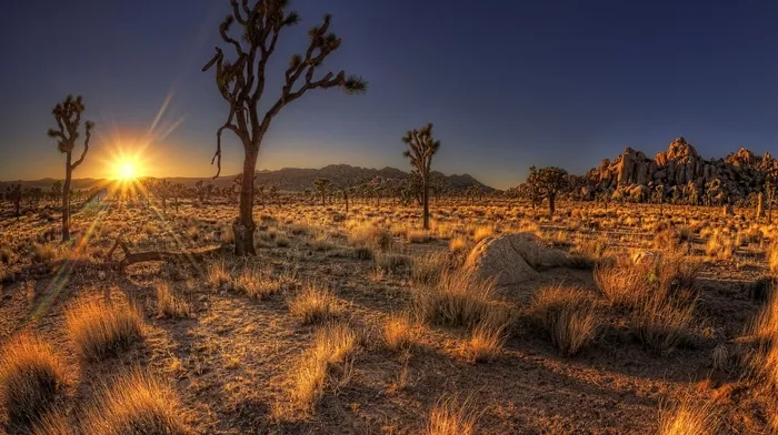 trees, desert wallpapers