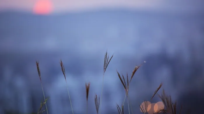 top view, sunset, plants wallpapers