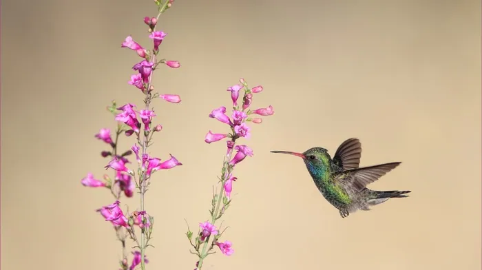 animals, birds, flowers wallpapers