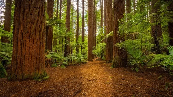 forest, trees, path wallpapers