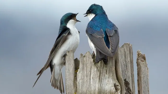 animals, birds wallpapers