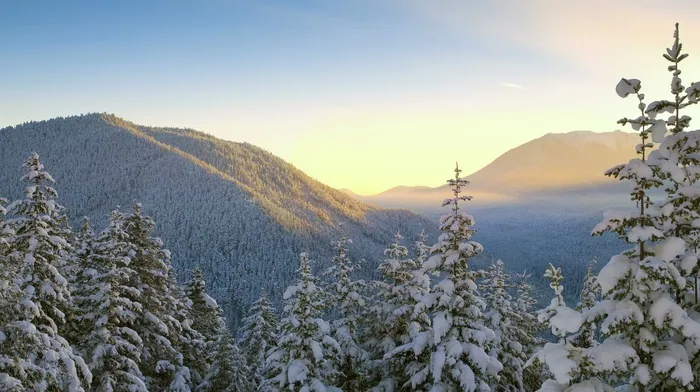 plants, trees, nature wallpapers