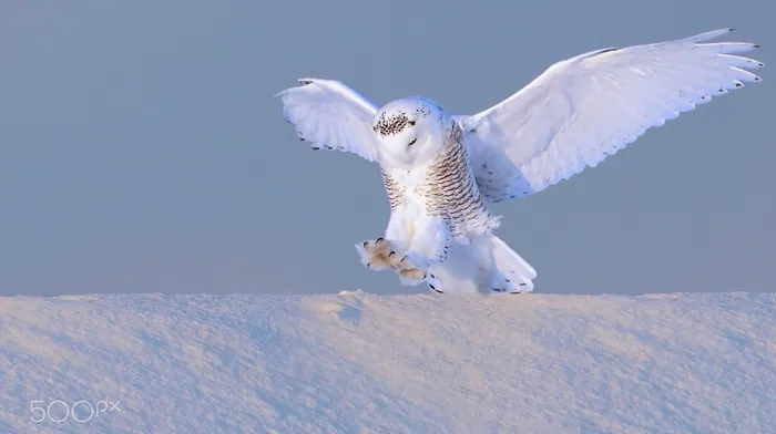 photography, animals, birds wallpapers