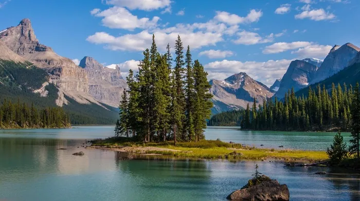 trees, nature wallpapers