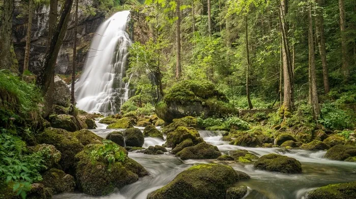 trees, moss, forest wallpapers