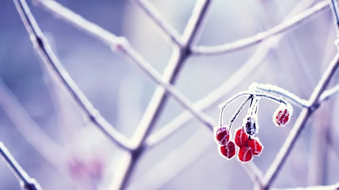 plants, macro, frost wallpapers
