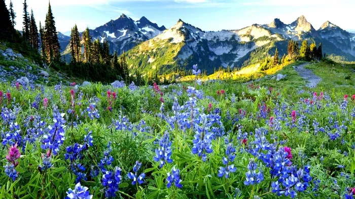 nature wallpapers