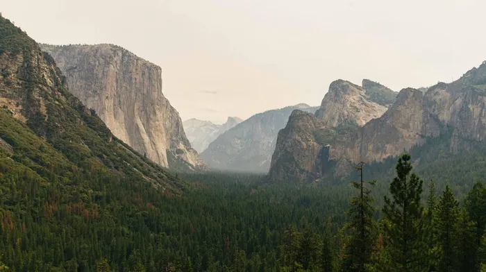 forest, trees, mountains wallpapers
