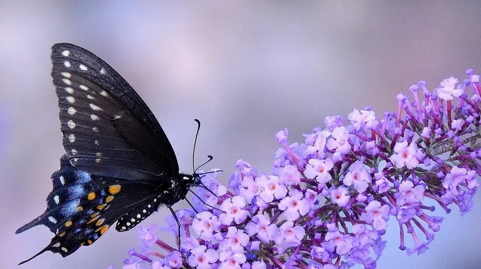 macro, butterfly, insect wallpapers