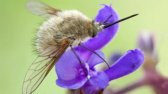 insect, flowers, macro wallpapers