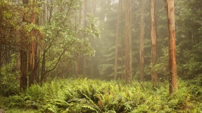tropical forest wallpapers