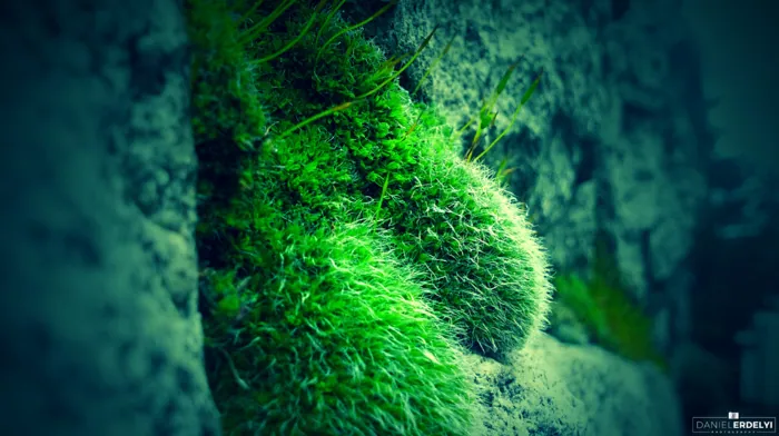rock, moss, blue wallpapers