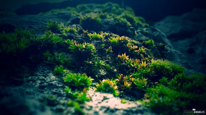 photography, green, macro wallpapers