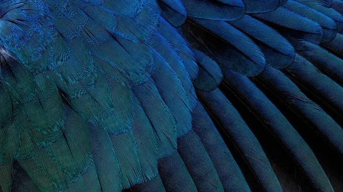 feathers wallpapers