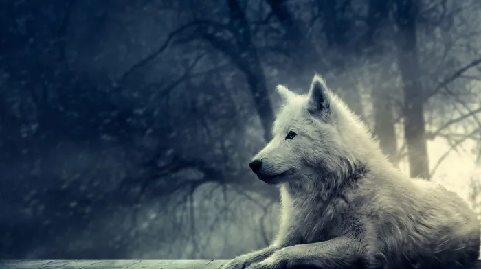 trees, wolf, animals wallpapers