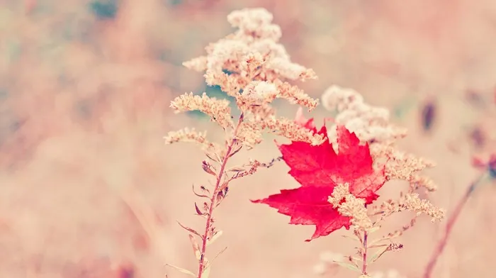 flowers, red, plants wallpapers