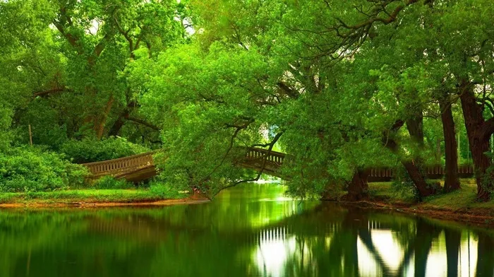 bridge, trees, green wallpapers