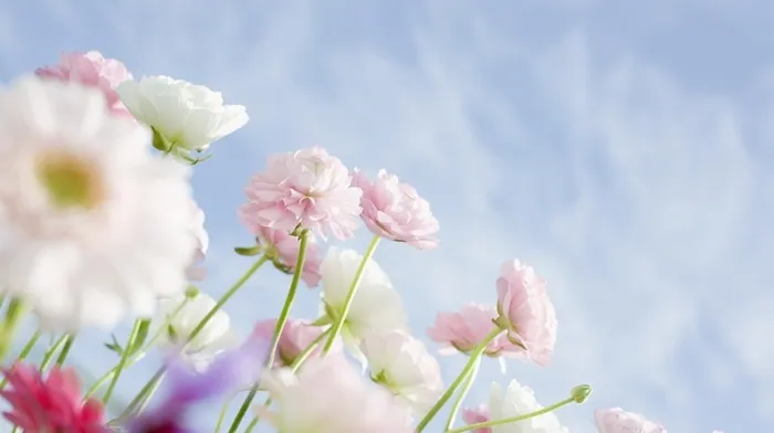 flowers wallpapers