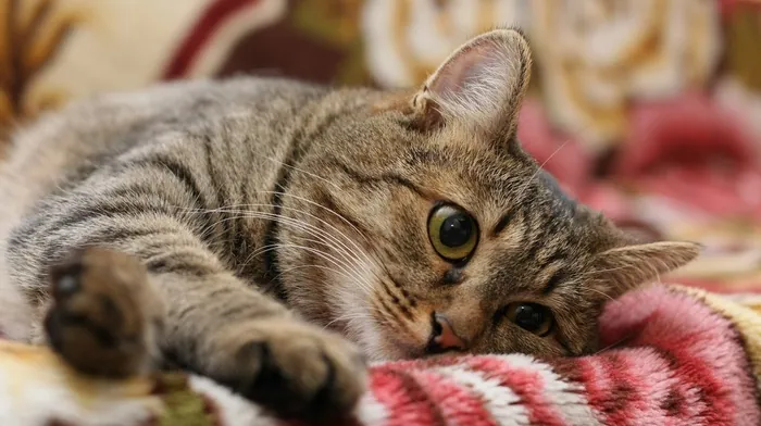 cat, yellow eyes, animals wallpapers