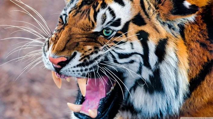 teeth, animals, tiger wallpapers