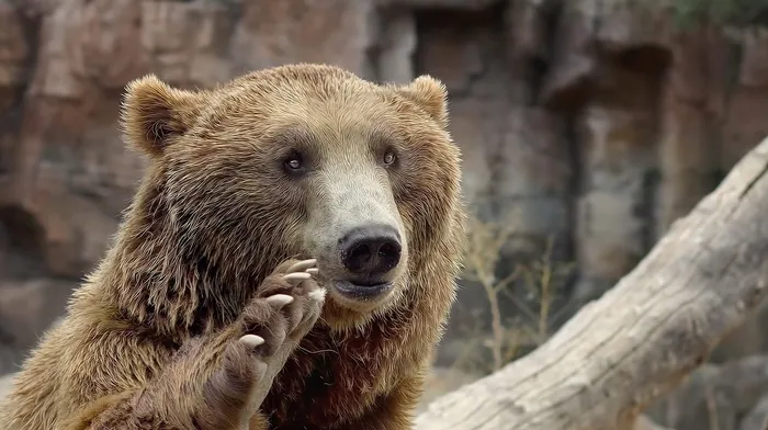 bears, nature, animals wallpapers
