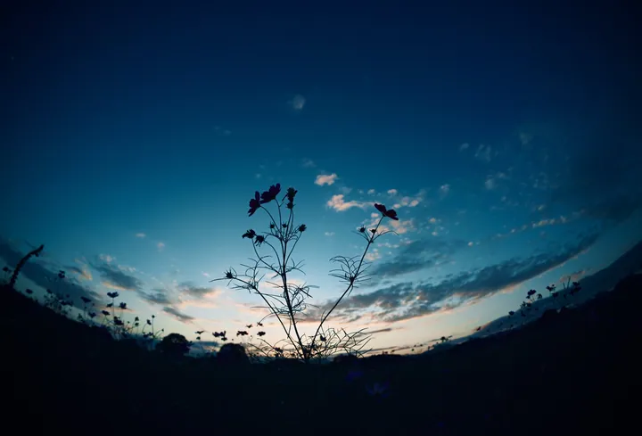 Sunset Sky Over Grass Field — original wallpaper