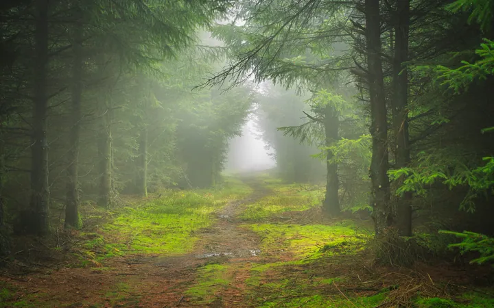 Misty Forest Path In England — original wallpaper