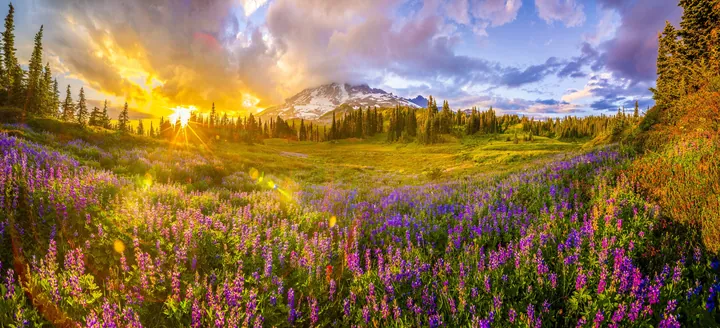 nature, landscape, trees wallpapers