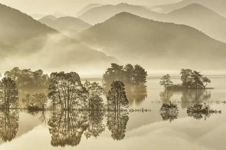 nature, trees, water wallpapers